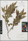 Foto von Salix pentandra L.